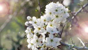 Drobne kwiaty wiśni osobliwej dodają jej niespotykanego uroku.