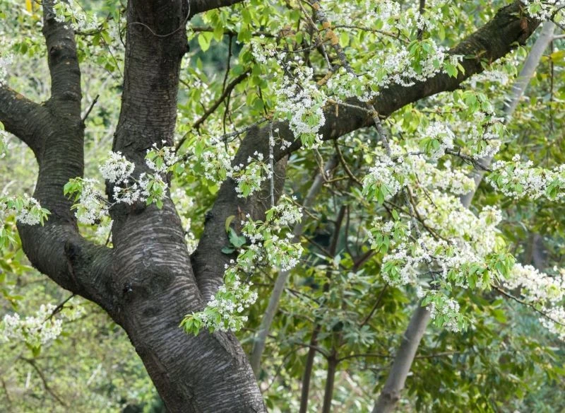 Wiśnia osobliwa jest szczepiona na pniu czereśni ptasiej