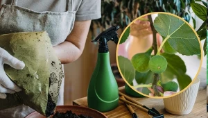 Uprawa figi w domu pozwala uzyskać efektowną roślinę, nawet jeśli nie wyda owoców.