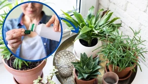 Niektóre rośliny doniczkowe musimy nawozić również zimą.