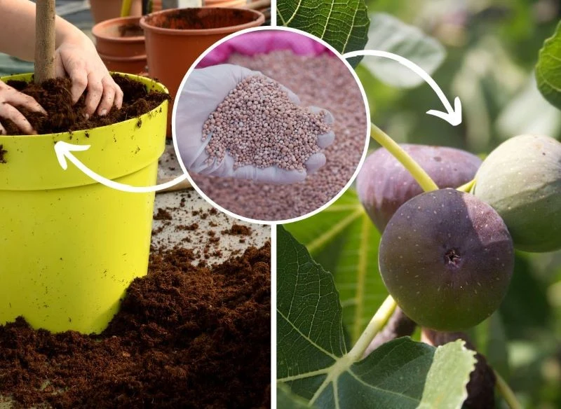 Nawożenie rośliny przyczynia się do jej kwitnienia i zawiązania owoców