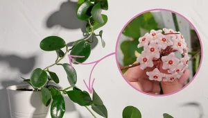 Dojrzała, zadbana hoja potrafi wypuszczać kwiaty kilka razy do roku.