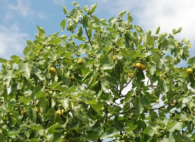 Figi uprawiane w gruncie narażone są na trudności klimatyczne – wymagają więcej uwagi