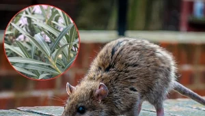 Szczury to uporczywe szkodniki, które mogą żerować w różnych miejscach w domu.