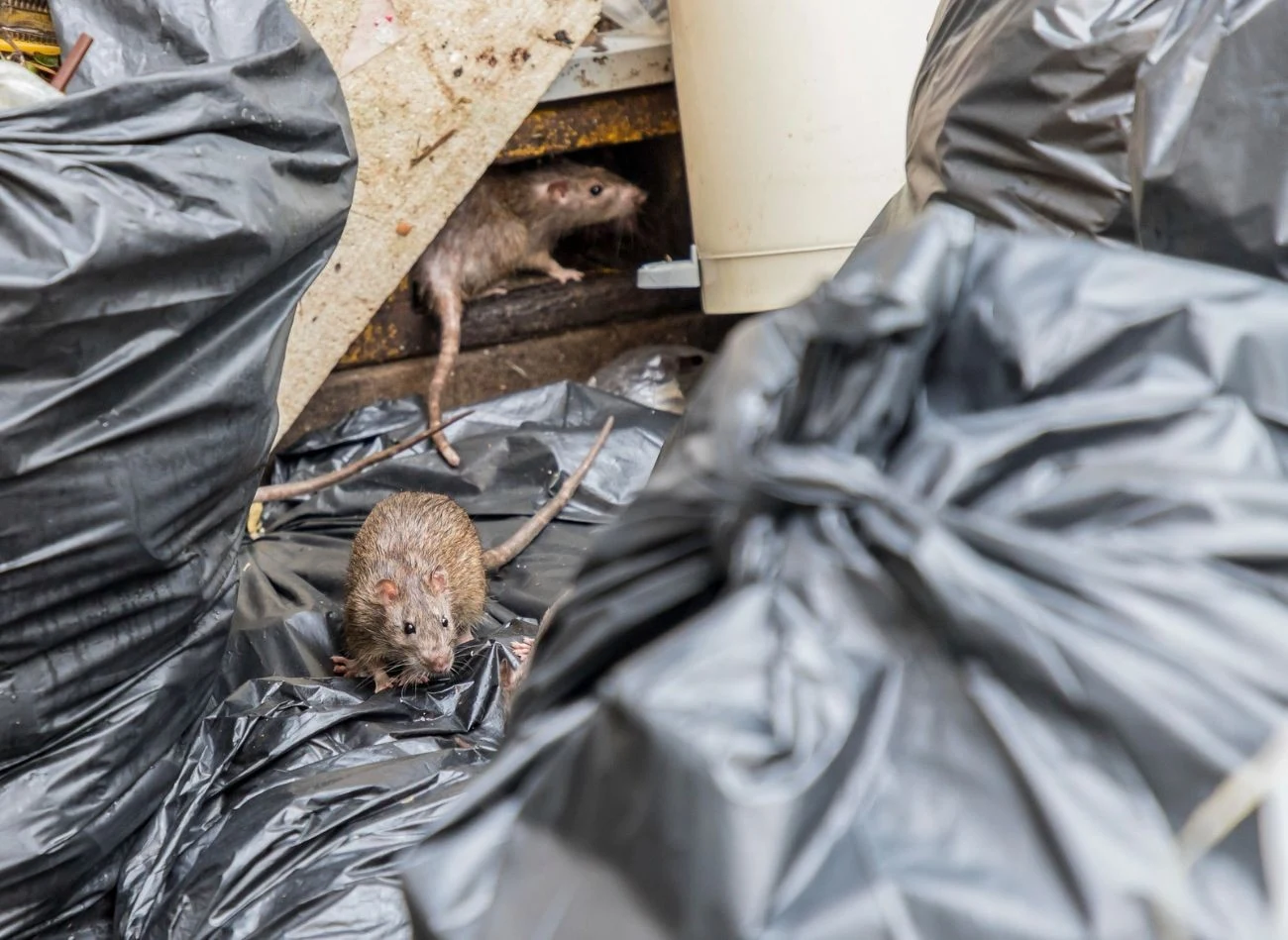 Szczury schodzą się tam, gdzie są resztki jedzenia, np