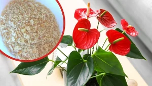 Anturium również zimą może wyglądać spektakularnie.