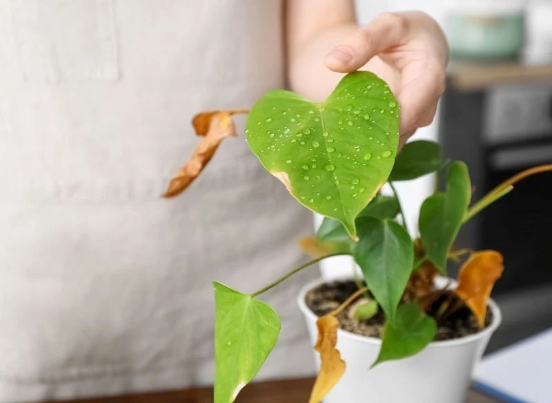 Zdarza się, że zimą kondycja anturium się pogarsza