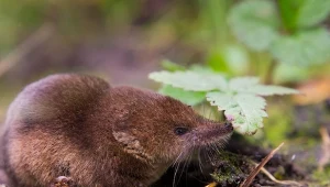 Masz ryjówki w ogrodzie? To dobra informacja.