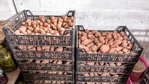 Choroby przechowalnicze można przynieść z grządki - kontroluj swoje zapasy.