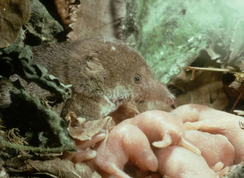 Ofiarą drapieżników najczęściej są młode ryjówki