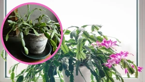 Grudnik marnieje i nie chce zakwitnąć? Ta kuracja przywróci go do życia.