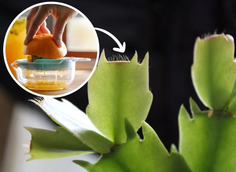 Sok z pomarańczy sprawi, że grudnik zakwitnie na święta zimowe