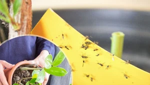 Ziemiórki, a dokładniej ich larwy szkodzą naszym roślinom. Sprawdź skuteczne metody i jak najszybciej zacznij zwalczać ziemiórki.