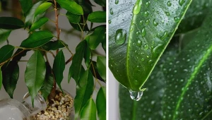 Fikusy to bardzo kapryśne rośliny. Bardzo nie lubią zmian.