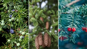 Iglaki płożące do ogrodu — ciekawe gatunki, sadzenie i pielęgnacja