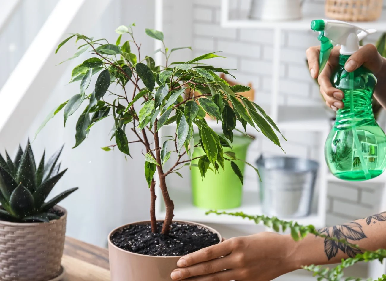 Fikusy uwielbiają czyszczenie liści