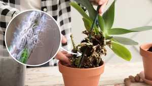 Szkodników zimowych na storczykach szukaj również w podłożu.