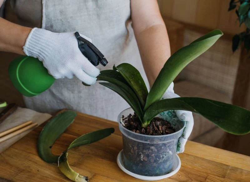 Niezależnie od tego, jaki rodzaj oprysku zastosujesz – powtórz go