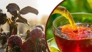 Gałązki malin na specjalny napar na odporność można zbierać przez cały rok. For.123RF/CanvaPro