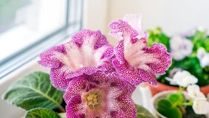 Kwiat, który właścicielowi ma przynosić dobrobyt. Uprawa i pielęgnacja gloksynii doniczkowej