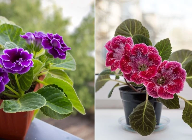 Poszczególne odmiany gloksynii różnią się kolorem kwiatów