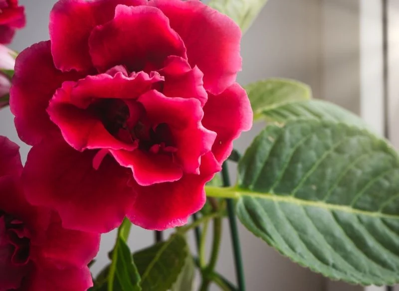 Gloksynia nie zakwitnie w zbyt wysokiej temperaturze