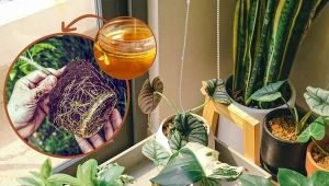 Zajrzyj do kuchni – zdziwisz się, ile naturalnych ukorzeniaczy masz pod ręką.