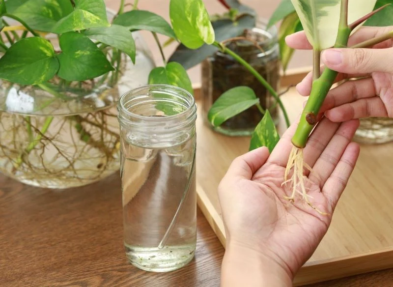 Niektóre gatunki najszybciej ukorzenią w wodzie z dodatkiem naturalnych stymulatorów