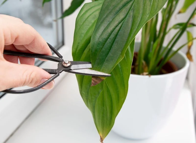 Czy brązowe końcówki liści powinno się obciąć