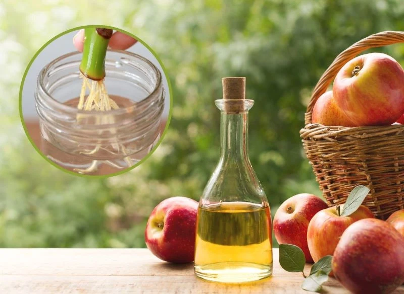 Użyjesz go nie tylko do sałatki – ocet jabłkowy jest idealnym wsparciem dla roślin