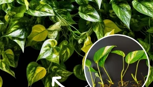 Epipremnum złociste – co zrobić, by mieć kaskadę liści. Przesadzanie i rozmnażanie epipremnum