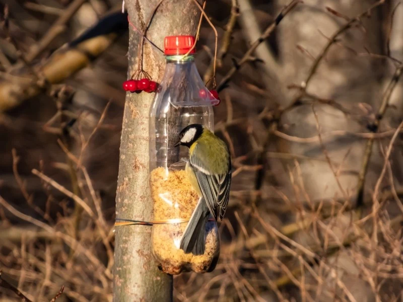 Karmniki to proste konstrukcje, dzięki którym można wesprzeć ptaki podczas zimy i innych pór roku
