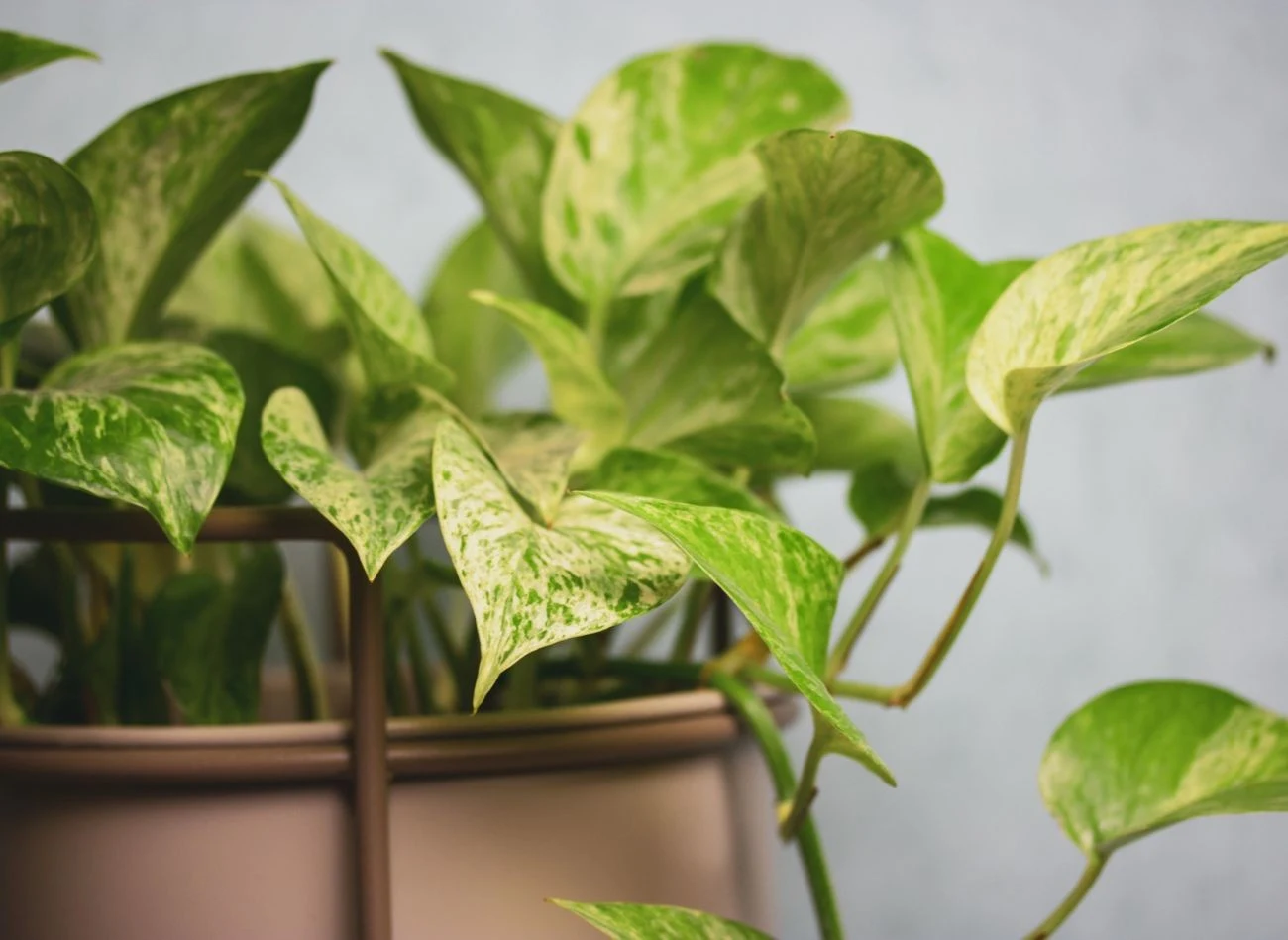 Epipremnum złociste ma wiele odmian