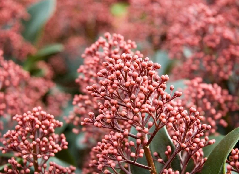 Skimię japońską dekorują groniaste kwiatostany