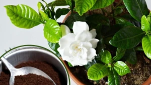 Gardenia to piękna roślina o białych, intensywnie pachnących kwiatach i dużych, mięsistych liściach.