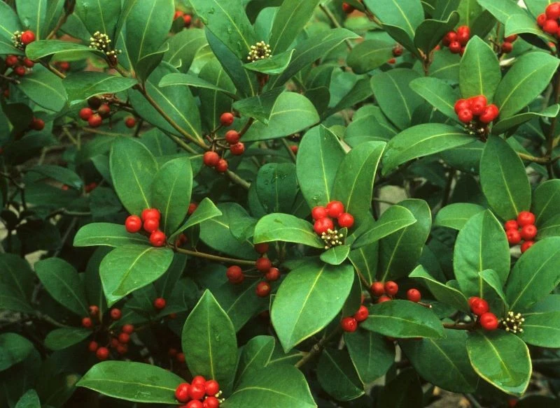 Jeśli chcemy, aby skimia japońska dała owoce, musimy posadzić w ogrodzie żeński i męski egzemplarz tej rośliny