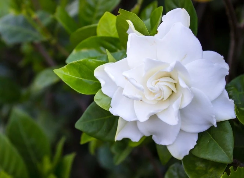 Gardenia jest rośliną niezwykle kapryśną, dlatego trzeba wiedzieć, jak ją uprawiać