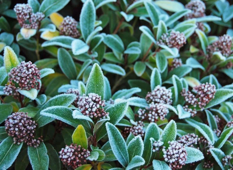 W chłodnych rejonach kraju skimia japońska nie może zimować w gruncie