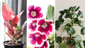 Które rośliny doniczkowe przyciągają pieniądze i szczęście?