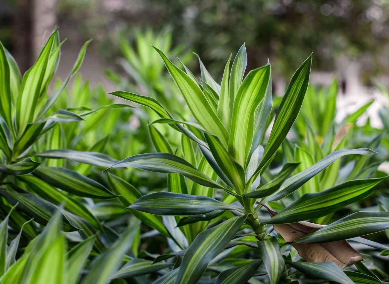 Dracena Sandera nie tylko ma przynosić szczęście do pieniędzy, ale też chronić przed kłopotami
