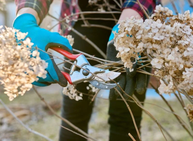 Sposób cięcia pędów zdrewniałych ma znaczenie dla rozwoju sadzonek