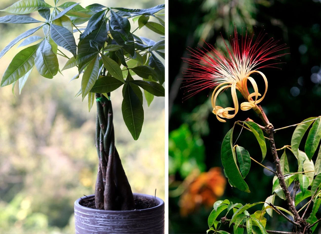 Pachira wodna to oryginalna roślina, która w naturalnych warunkach pięknie kwitnie