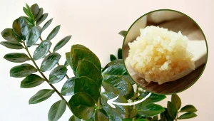 Co zrobić, gdy twój zamiokulkas zaczyna usychać? Zrób tanią i w pełni naturalną odżywkę.