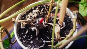 Co może być lepsze na pleśń w doniczce niż cynamon?