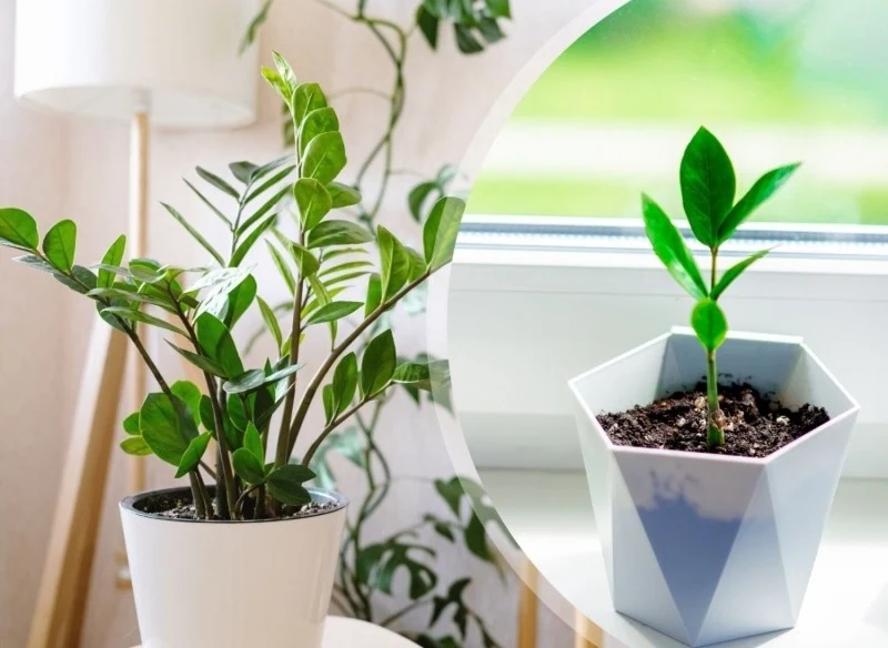 Chcesz mieć w domu całą kolekcję zamiokulkasów