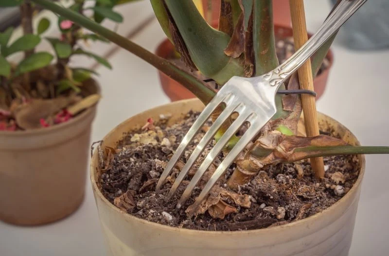 Spleśniałą ziemię w doniczce warto ponakłuwać widelcem, aby do jej głębszych warstw dostał się tlen