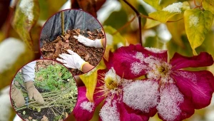 Poznaj sposoby na okrywanie pnączy. Dzięki temu w kolejnym sezonie obsypią się kwiatami.