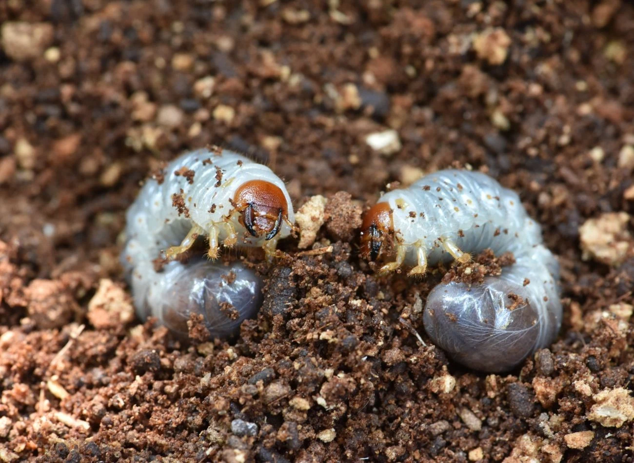 Pędraki podgryzają nie tylko korzenie roślin w ogrodzie