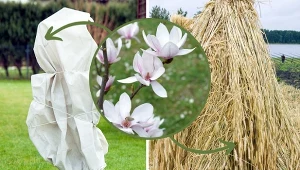 Magnolia potrzebuje zabezpieczenia na zimę, niektóre jej odmiany trzeba objąć szczególną ochroną.