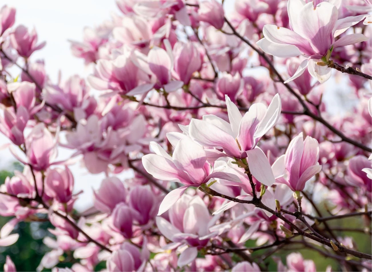 Dobrze zabezpieczona na zimę magnolia odwdzięczy się obfitym kwitnieniem wiosną